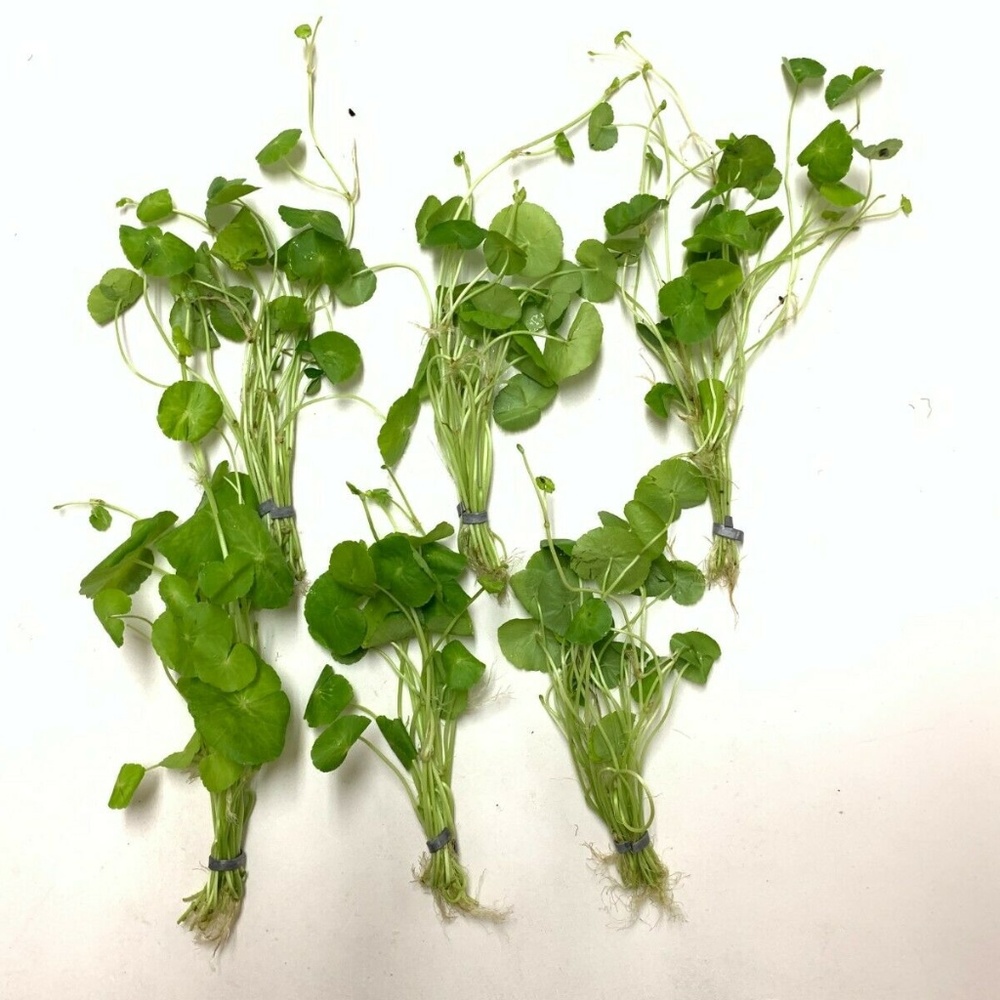 6 Bunches of Brazilian Pennywort Aquarium Plant
